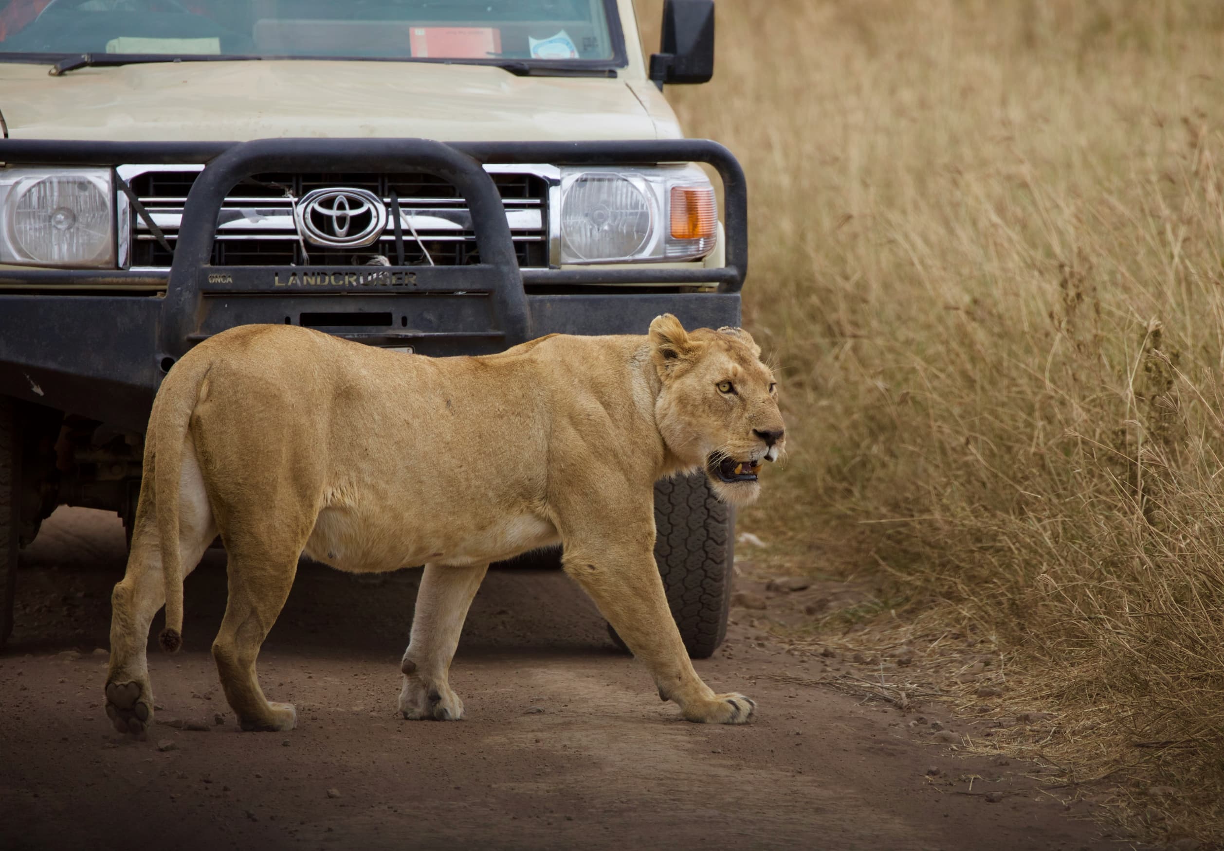 Budget Safari