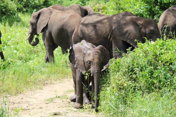 Tarangire National Park